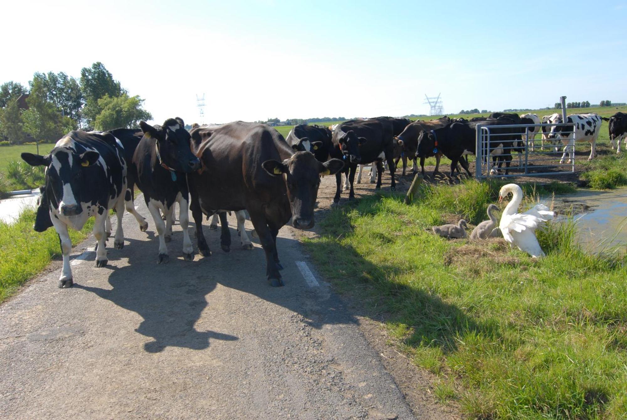 Farm Overleekerhoeve Monnickendam Eksteriør bilde