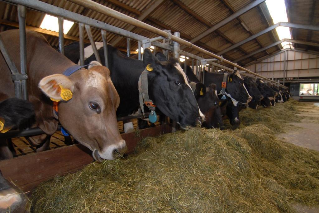 Farm Overleekerhoeve Monnickendam Eksteriør bilde